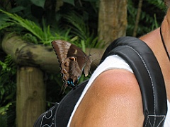 CairnsTC394 Butterflies Sanctuary